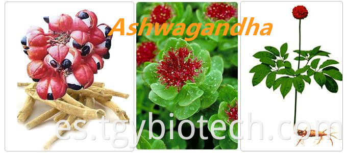 Ashwagandha root Extract
